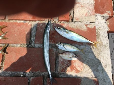 アイゴ、ツバス、サヨリほか