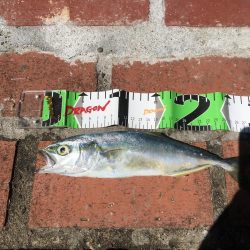 シマアジ大漁46匹