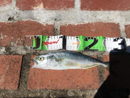 シマアジ大漁46匹