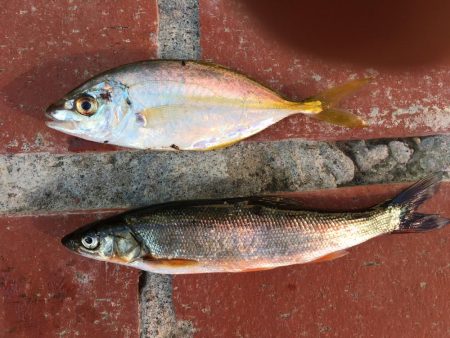 カンパチ、ハマチ、シマアジ、スズキの子共