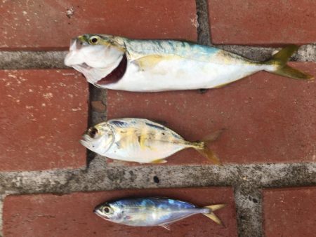 ツバス、メッキのみ