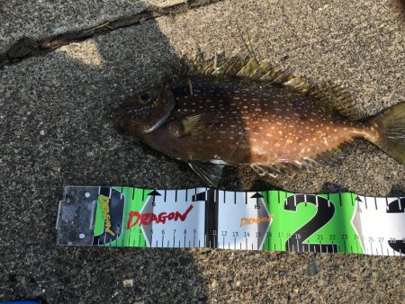 アイゴ30㎝超級1匹