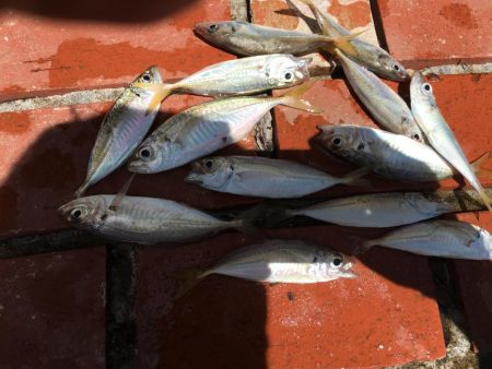 メッキ21匹ほか