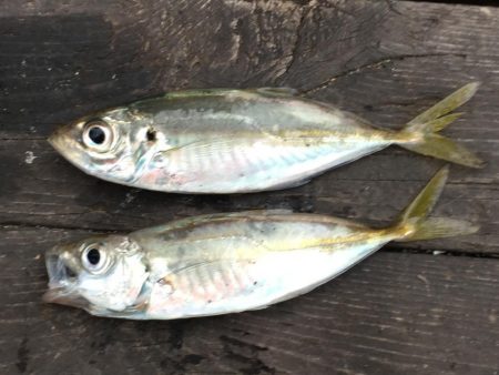 チャリコとコアジ