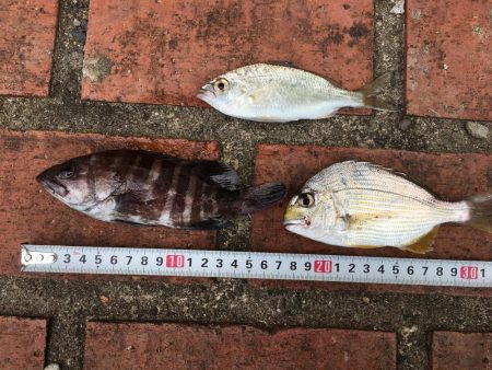 アイゴ、ボラ、メバルほか