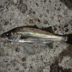 夏のエビ撒き釣り