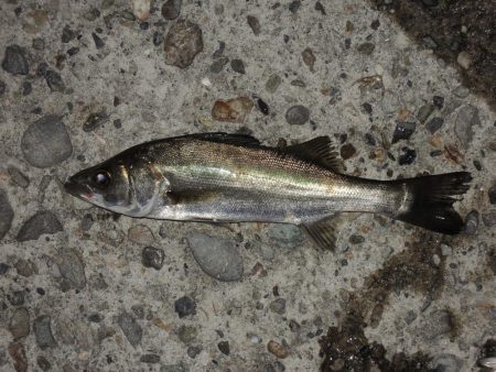 夏のエビ撒き釣り