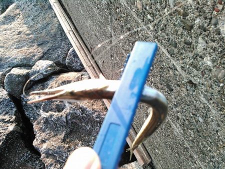 浜名湖 ライトゲーム