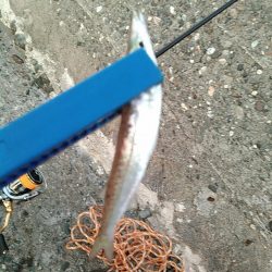 浜名湖 ライトゲーム