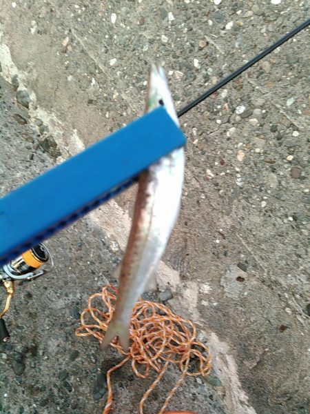 浜名湖 ライトゲーム