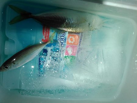 浜名湖 アジング ナイトゲーム