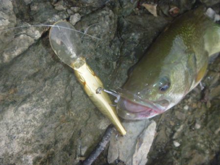 浮草、アオコ発生
