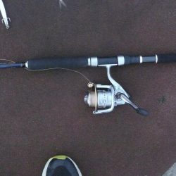 チビカマス回遊確認