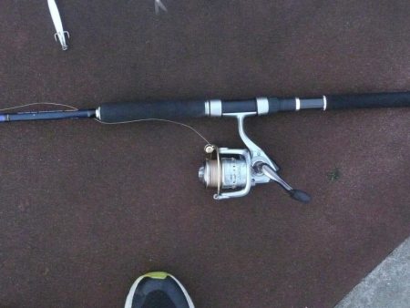 チビカマス回遊確認