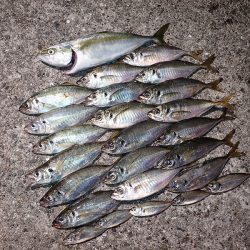 良型連発♪ 時には1キャスト1ヒット!