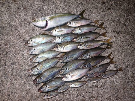 良型連発♪ 時には1キャスト1ヒット!