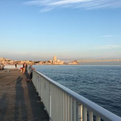 明石のケンサキイカ、今年はアカンっぽい(^^;