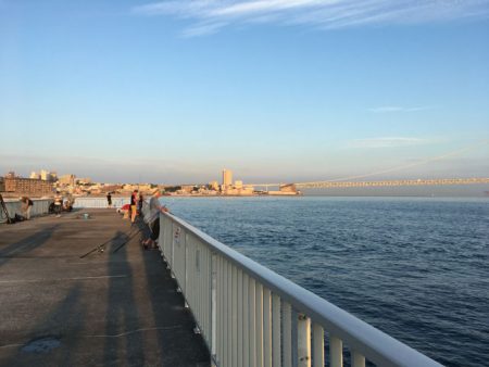 明石のケンサキイカ、今年はアカンっぽい(^^;