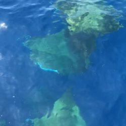 へいみつ丸 釣果