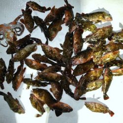 TOPGUN名古屋 釣果