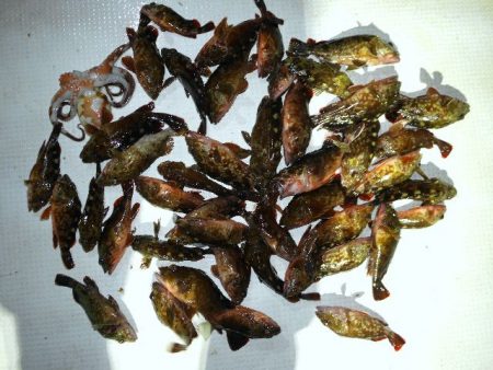 TOPGUN名古屋 釣果