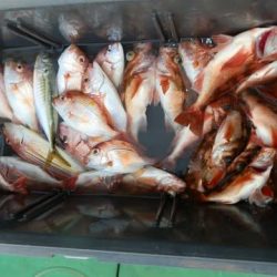 第二むつ漁丸 釣果