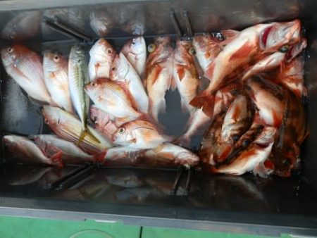 第二むつ漁丸 釣果