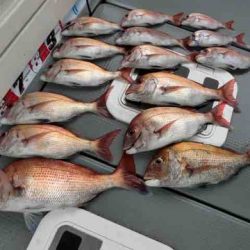 遊漁船 セトマリン 釣果