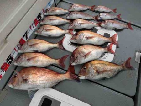 遊漁船 セトマリン 釣果