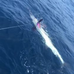 へいみつ丸 釣果