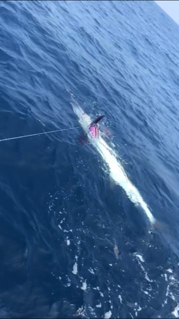 へいみつ丸 釣果