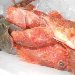 こうゆう丸 釣果