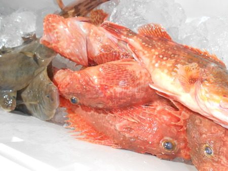 こうゆう丸 釣果