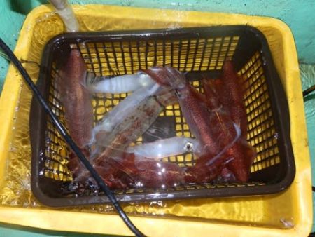 第二むつ漁丸 釣果