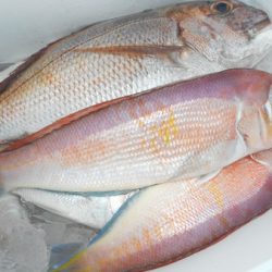 こうゆう丸 釣果