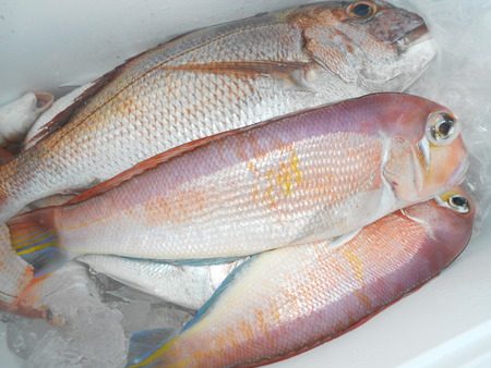 こうゆう丸 釣果