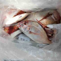 遊漁船 セトマリン 釣果