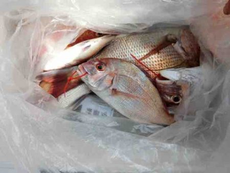 遊漁船 セトマリン 釣果