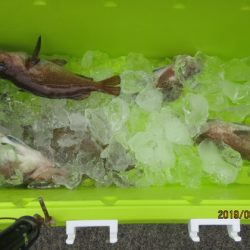 大進丸（新潟） 釣果