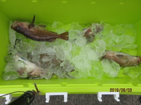 大進丸（新潟） 釣果