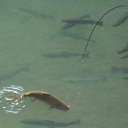 小菅トラウトガーデン 釣果