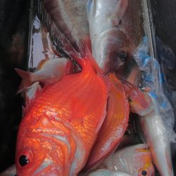 遊漁船 新鋭丸 釣果