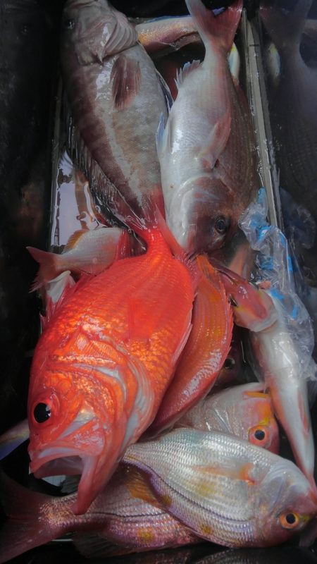 遊漁船 新鋭丸 釣果