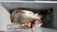 まこと渡船 釣果