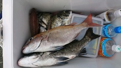 まこと渡船 釣果