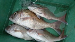 まこと渡船 釣果