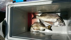 まこと渡船 釣果