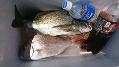 まこと渡船 釣果