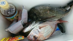 まこと渡船 釣果