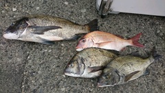 まこと渡船 釣果